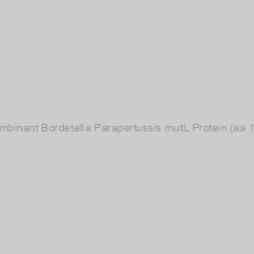 Image of Recombinant Bordetella Parapertussis mutL Protein (aa 1-629)